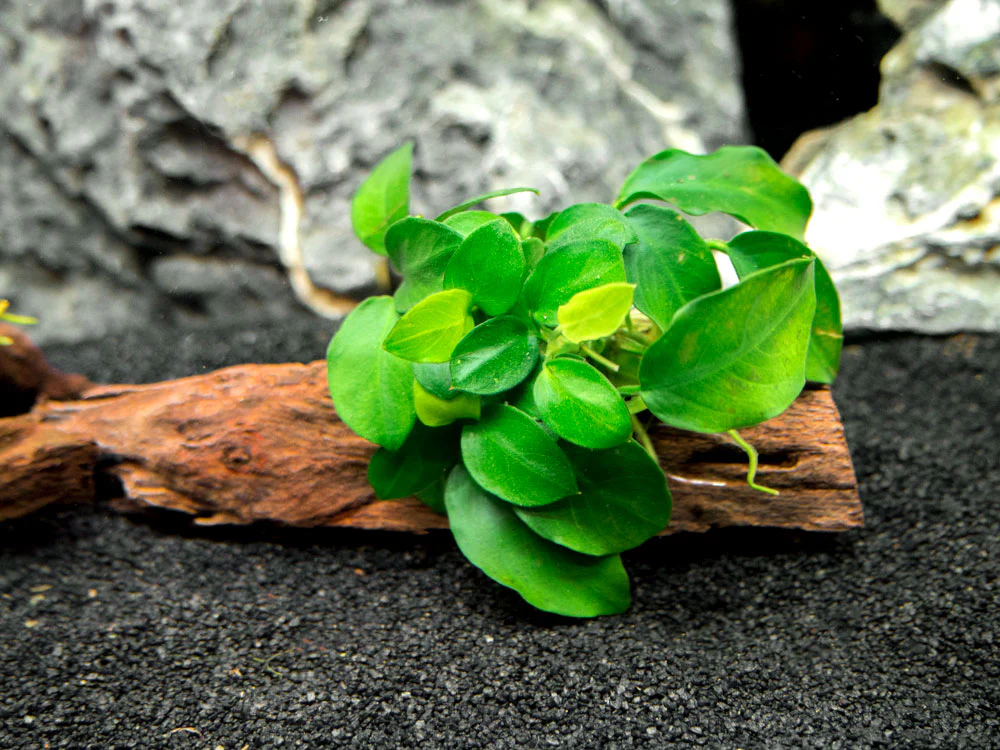 Petite Anubias Nana (Anubias barteri var. “Petite Nana”) on 2+ inch Driftwood - Nestor' Aquariums & Pets