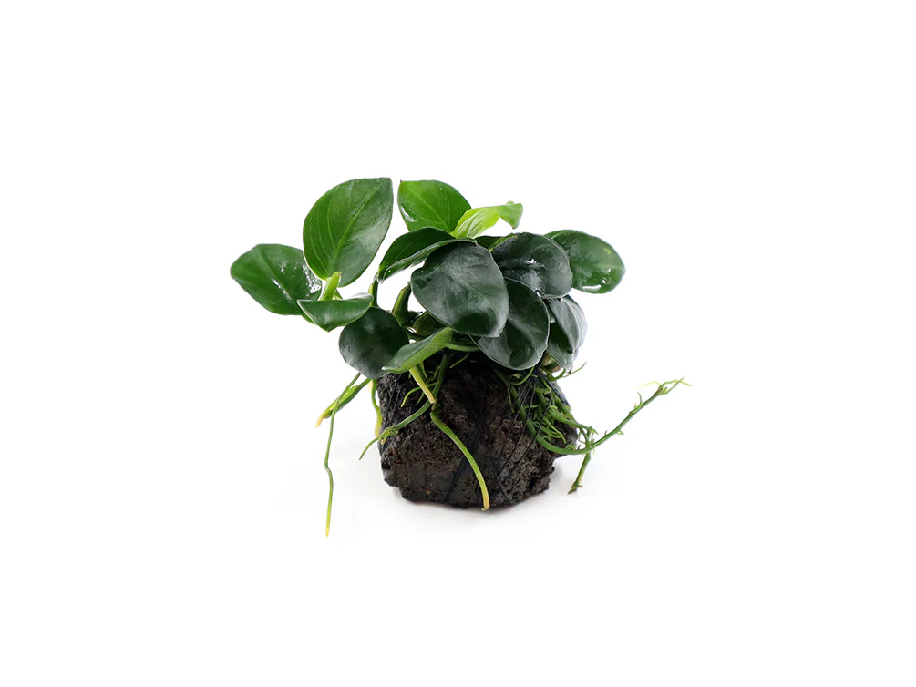 Anubias barteri 'Petite Round' on Lava Stone - Nestor' Aquariums & Pets