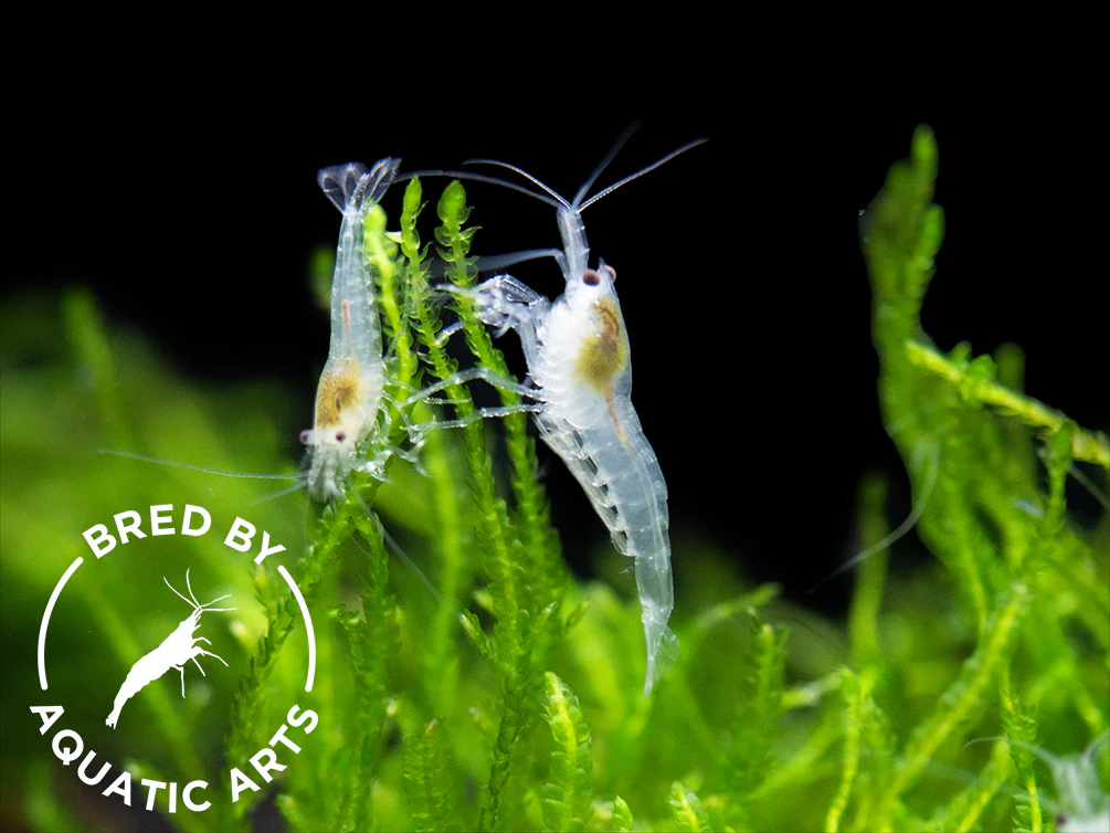Bred By Aquatic Arts Neocaridina Shrimp Combo Box (Neocaridina davidi) - Nestor' Aquariums & Pets