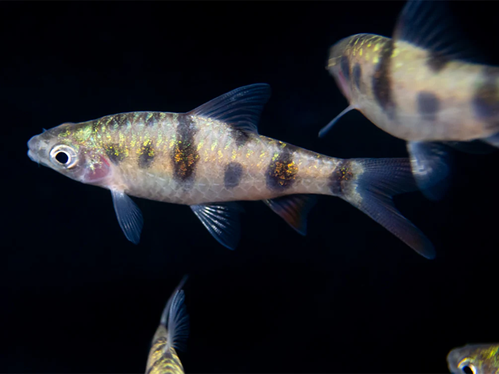 Tambraparni Barb (Puntius tambraparniei) - Nestor' Aquariums & Pets