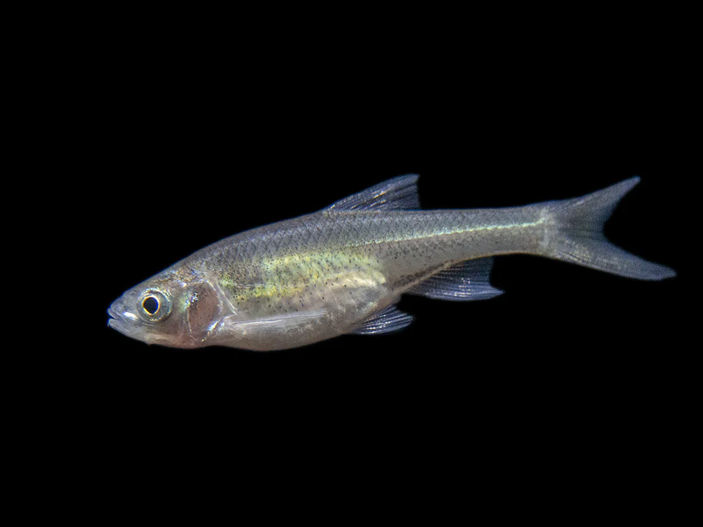 Red Shiner (Cyprinella lutrensis), Tank-Bred! - Nestor' Aquariums & Pets