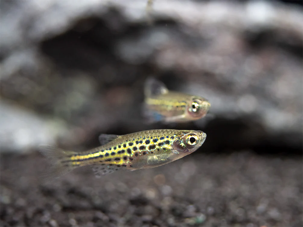Gold Ring Danio (Brachydanio tinwini) - Nestor' Aquariums & Pets