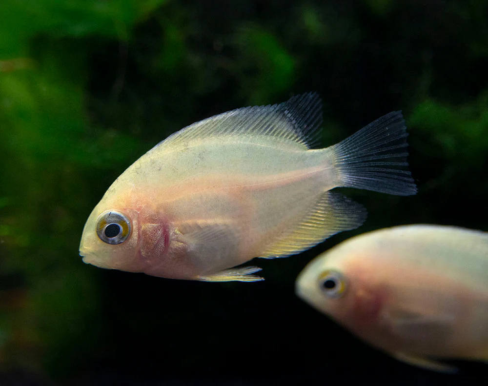 Gold Severum AKA Gold Banded Cichlid (Heros cf. efasciatus FKA H. severus), Tank-Bred - Nestor' Aquariums & Pets