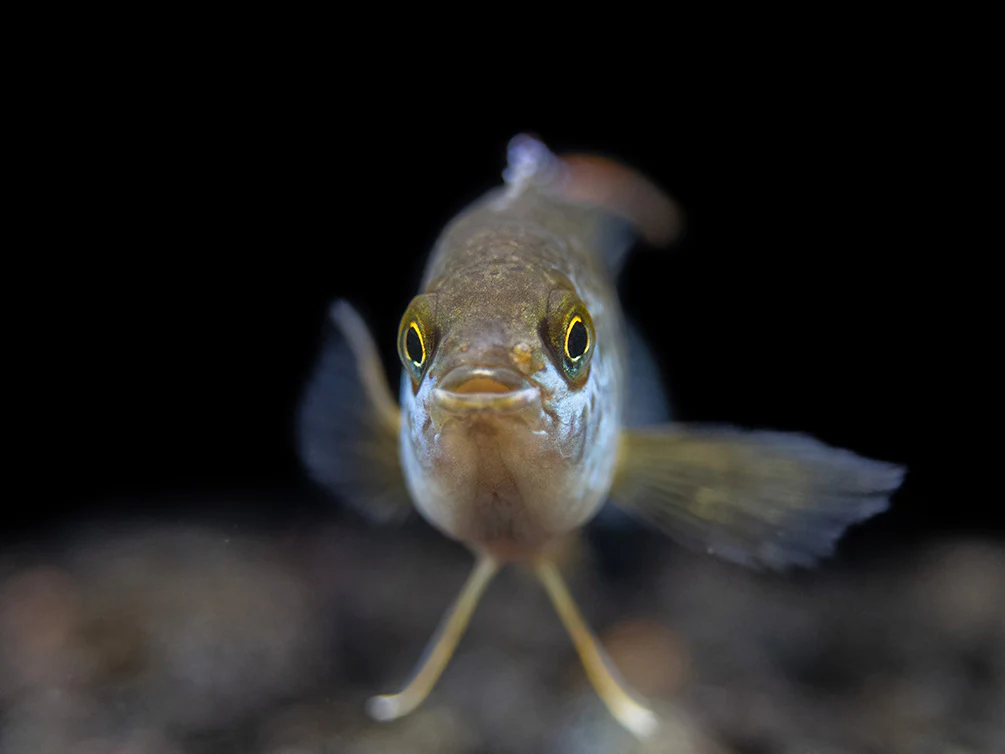 Golden Dwarf Cichlid (Nannacara anomala), - Tank Bred - Nestor' Aquariums & Pets