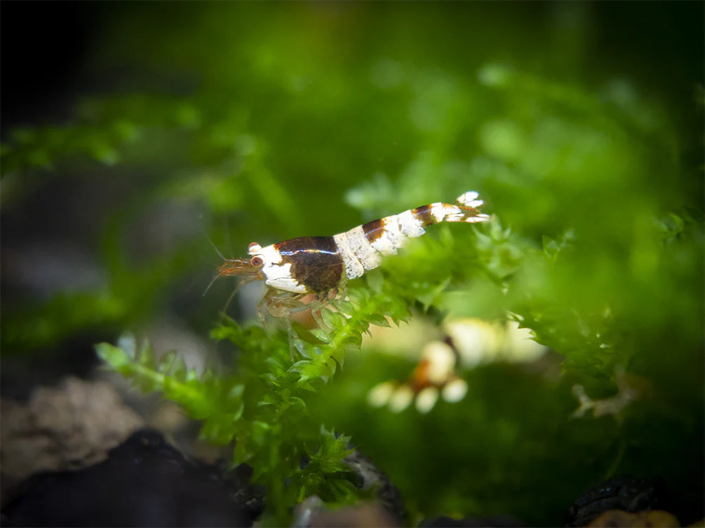 Crystal Black Shrimp (Caridina cantonensis, A-S Grade), Tank-Bred - Nestor' Aquariums & Pets