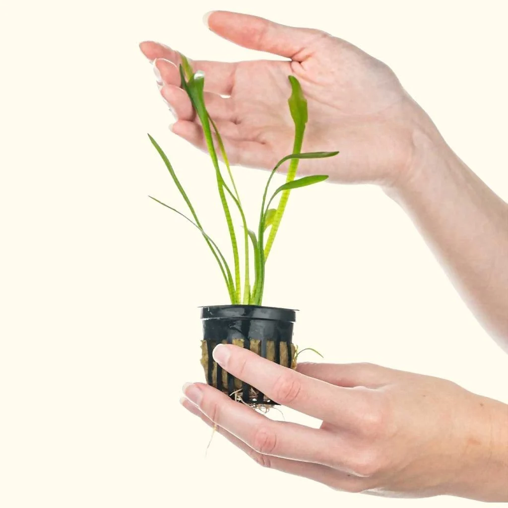 Dwarf Sagittaria - Nestor' Aquariums & Pets