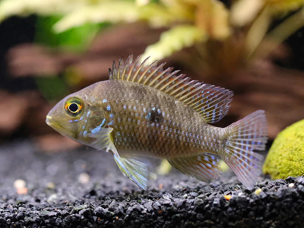 Pearl Cichlid (Geophagus brasiliensis) – Tank Bred - Nestor' Aquariums & Pets