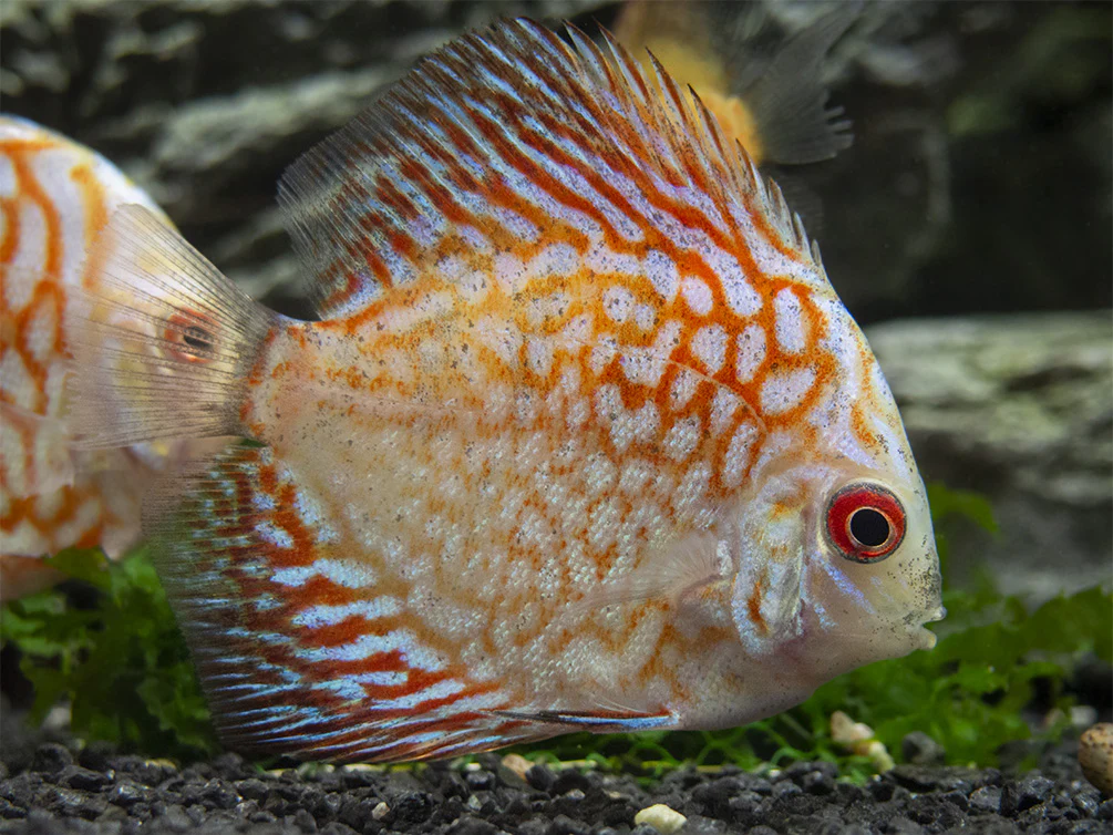 Dealer's Choice Discus (Symphysodon aequifasciatus), Tank-Bred - Nestor' Aquariums & Pets