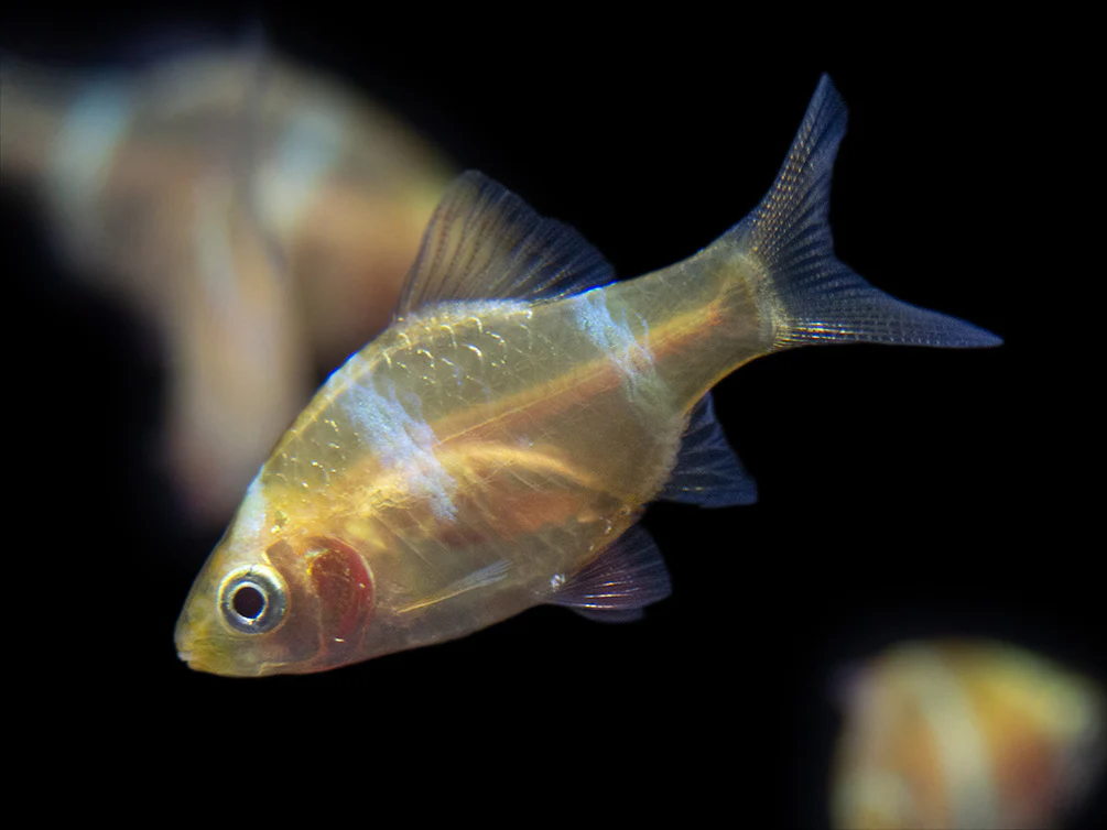 Albino Tiger Barb (Puntigrus tetrazona), Tank-Bred - Nestor' Aquariums & Pets