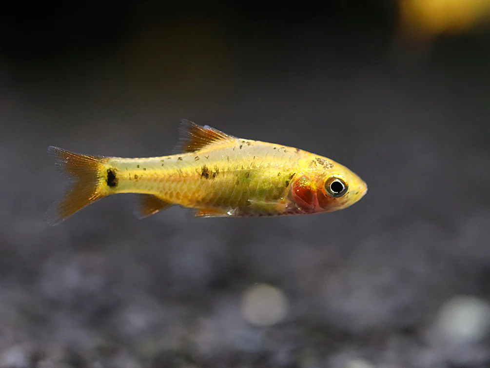 Gold Barb (Puntius semifasciolatus) – Tank Bred - Nestor' Aquariums & Pets