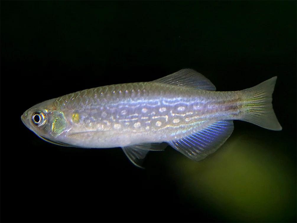 Moustached Danio (Danio dangila) - Nestor' Aquariums & Pets
