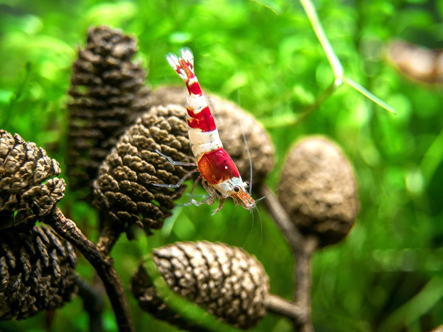 Alder Cones (1/2 - 1 inch) - Nestor' Aquariums & Pets