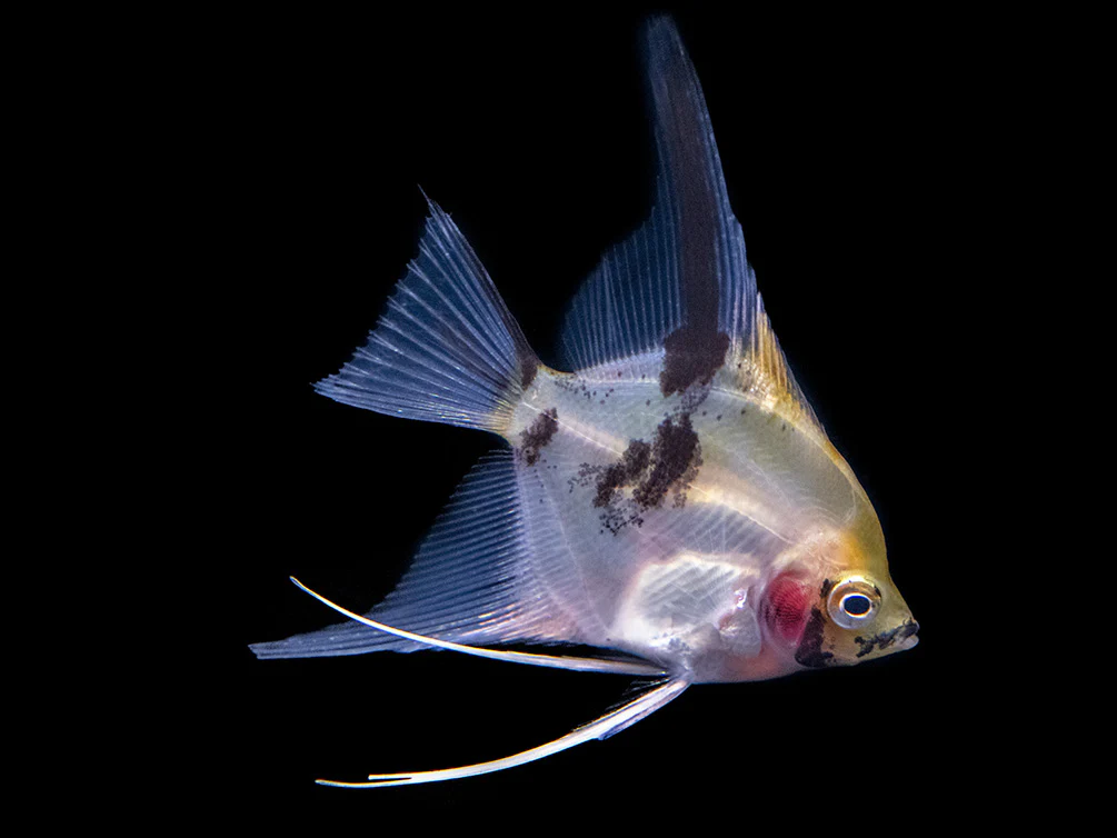 Koi Angelfish (Pterophyllum scalare) - Tank-Bred! - Nestor' Aquariums & Pets