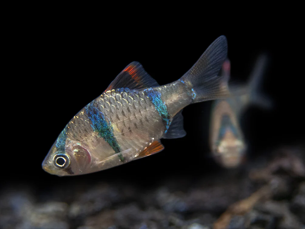 Tiger Barb (Puntigrus tetrazona), Tank-Bred - Nestor' Aquariums & Pets