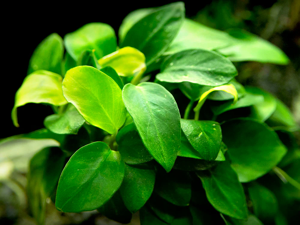 Petite Anubias Nana (Anubias barteri var. “Petite Nana”), EXTRA LARGE, Bare Root - Nestor' Aquariums & Pets