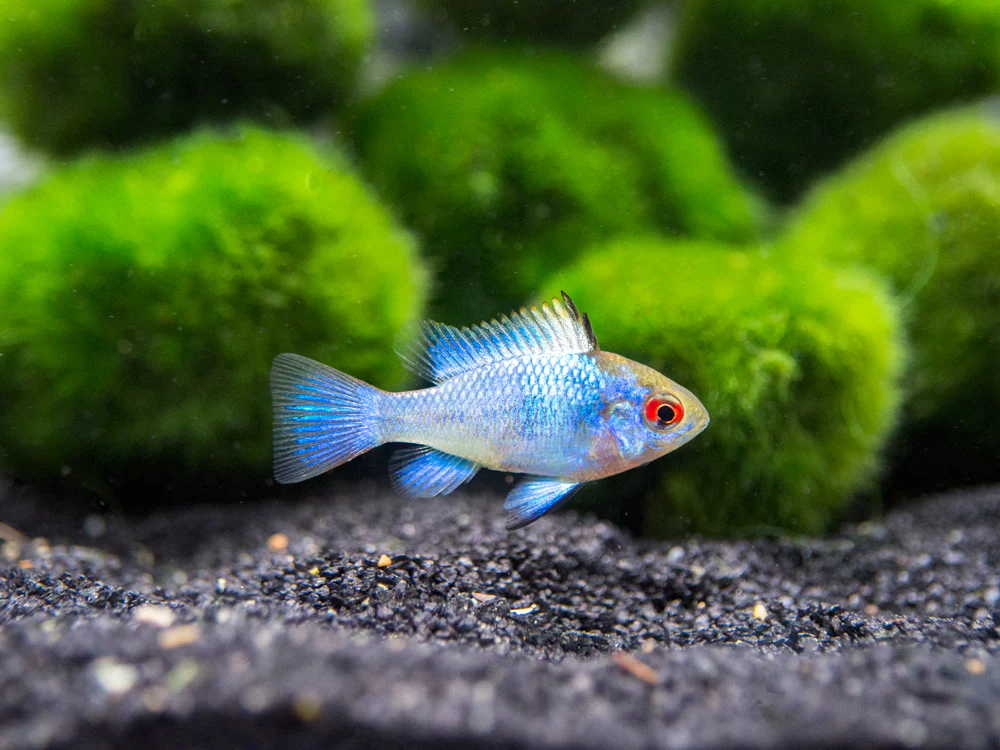 Electric Blue Ram Dwarf Cichlid (Mikrogeophagus ramirezi 
