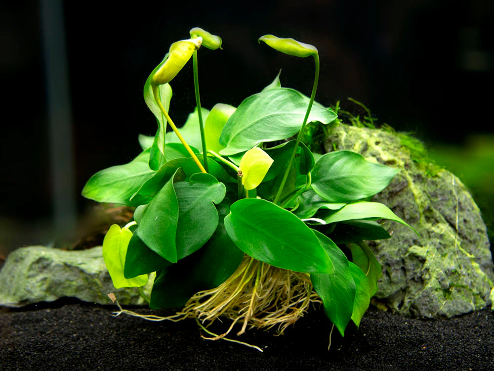 Anubias nana (Anubias barteri var. “nana”) - Bare Root, EXTRA LARGE - Nestor' Aquariums & Pets