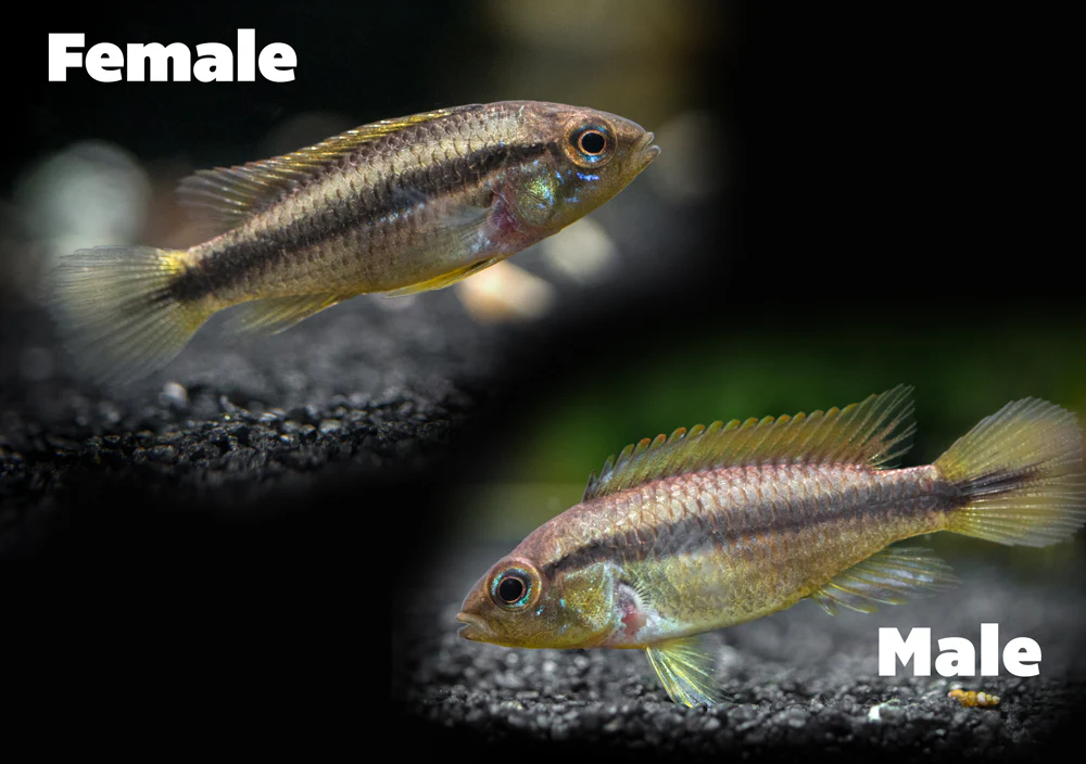 Agassizi's Dwarf Cichlid (Apistogramma cf. agassizii) - Tank-Bred! - Nestor' Aquariums & Pets