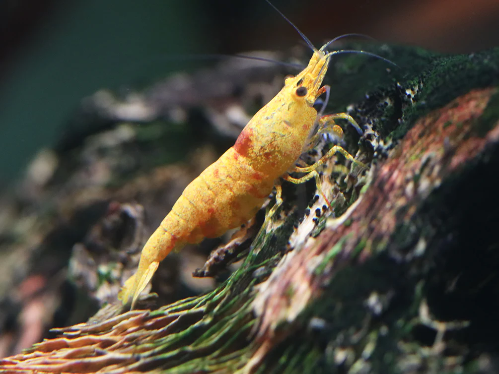 Calico Sunkist Shrimp (Neocaridina Davidi) Tank Bred - Nestor' Aquariums & Pets