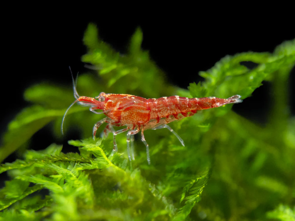 Sakura Red Cherry Shrimp Breeder Combo Box - Nestor' Aquariums & Pets