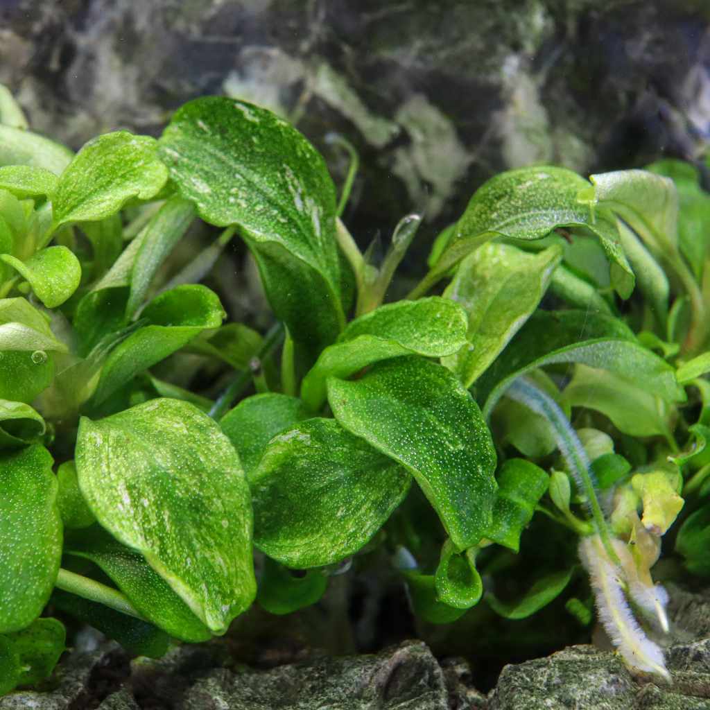 Bucephalandra Pygmaea 'Bukit Kelam' Tissue Culture - Nestor' Aquariums & Pets