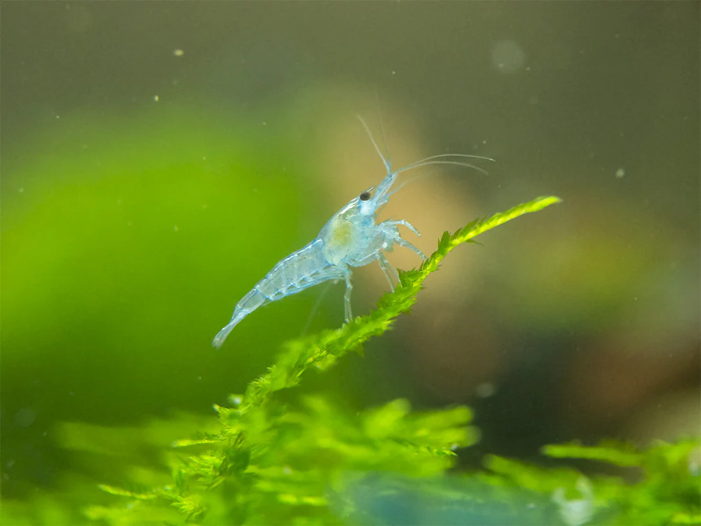 Sky Blue Velvet Shrimp Breeder Combo Box - Nestor' Aquariums & Pets