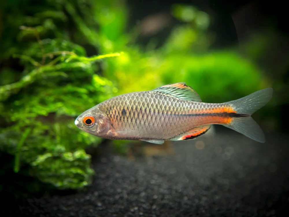 Blue Amur Taiwanese Bitterling (Paracheilognathus himantegus) - Nestor' Aquariums & Pets