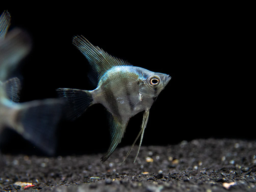 Blue Diamond Angelfish (Pterophyllum scalare) - Tank-Bred! - Nestor' Aquariums & Pets