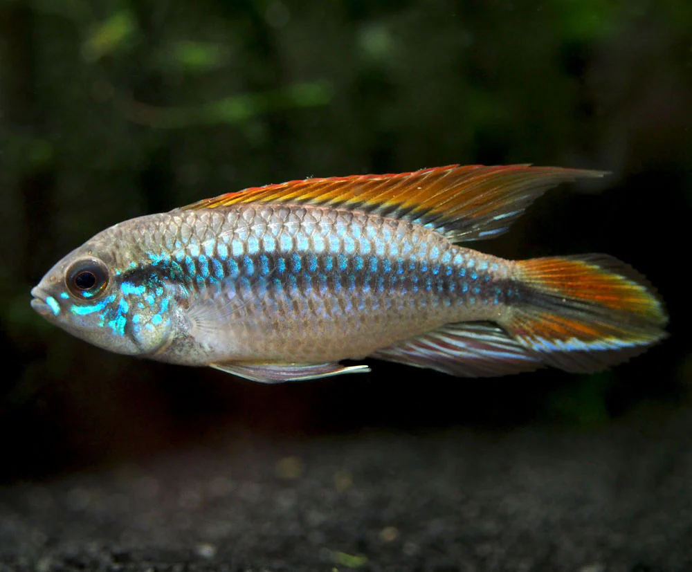 Double Red Agassizi's Dwarf Cichlid (Apistogramma cf. agassizii) - TANK-BRED!!! - Nestor' Aquariums & Pets