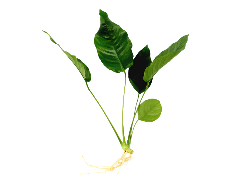 Anubias barteri 'Crispus' (Anubias sp.) - Nestor' Aquariums & Pets
