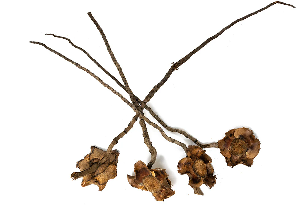 Coconut Petals - Nestor' Aquariums & Pets