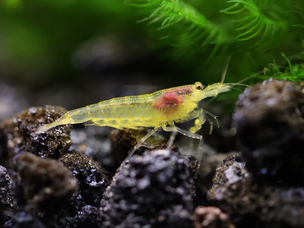 Lemon Yellow Amano Shrimp (Caridina multidentata 