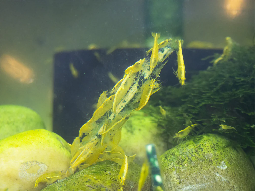 Shrimp Envy - Lil Stix 10 Pack - Nestor' Aquariums & Pets
