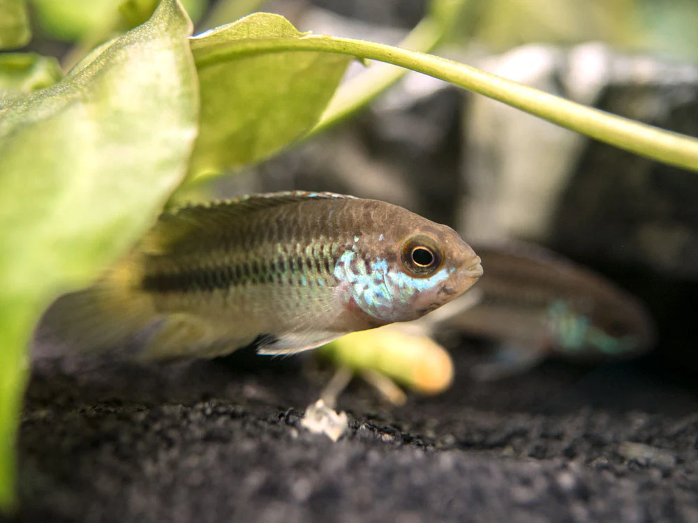 Golden Dwarf Cichlid (Nannacara anomala), - Tank Bred - Nestor' Aquariums & Pets