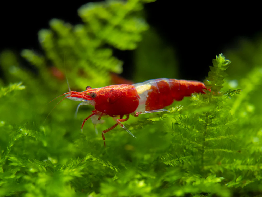 Red Rili Shrimp Breeder Combo Box - Nestor' Aquariums & Pets