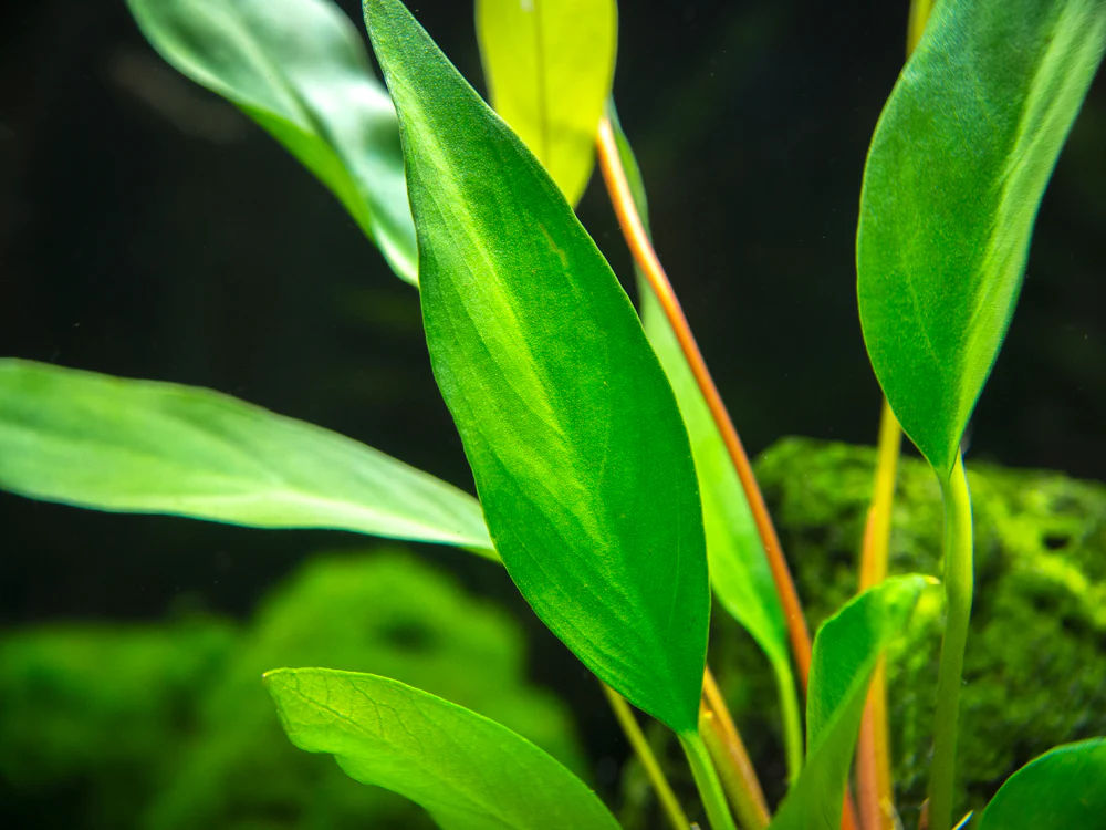 Anubias Frazeri (Anubias barteri x A. heterophylla), bare root - Nestor' Aquariums & Pets