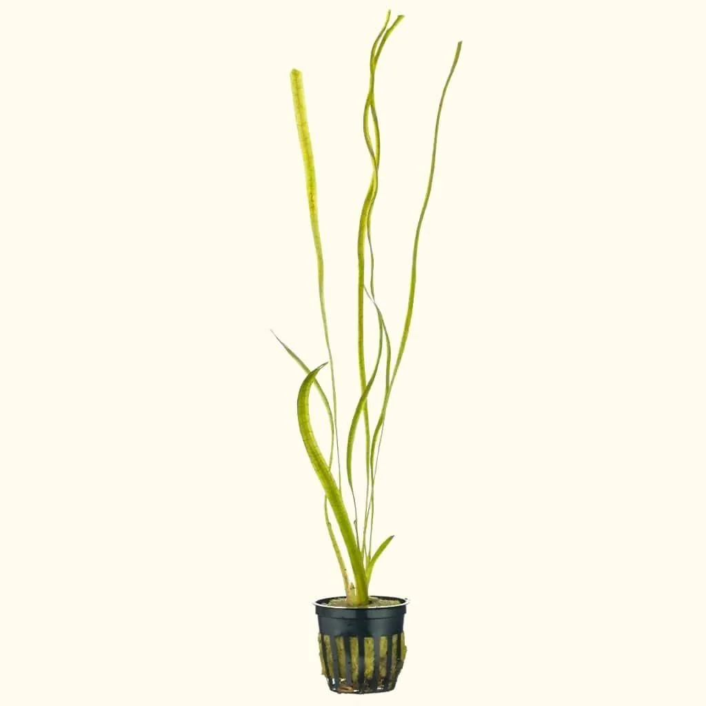 Jungle Vallisneria - Nestor' Aquariums & Pets