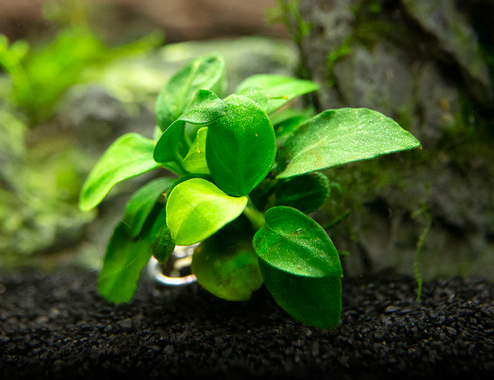 Petite Anubias Nana (Anubias barteri var. “Petite Nana”), Bare Root - Nestor' Aquariums & Pets