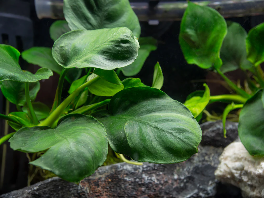 Gold Coin Anubias (Anubias barteri “Round Leaf”), Bare Root - Nestor' Aquariums & Pets