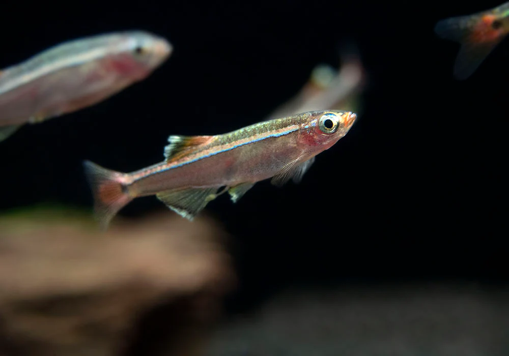 White Cloud Mountain Minnow (Tanichthys albonubes), Tank-Bred - Nestor' Aquariums & Pets