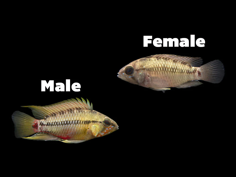 Hongslo's Dwarf Cichlid (Apistogramma hongsloi 