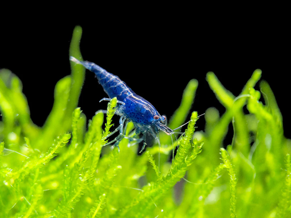 Dream Blue Velvet Shrimp Breeder Combo Box - Nestor' Aquariums & Pets
