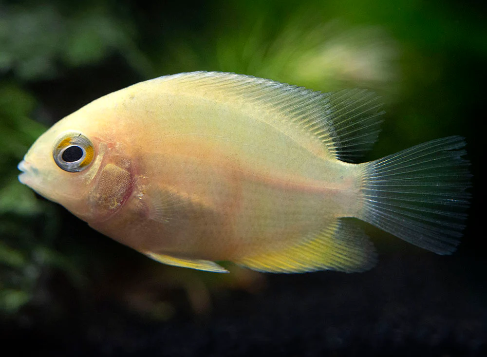 Gold Severum AKA Gold Banded Cichlid (Heros cf. efasciatus FKA H. severus), Tank-Bred - Nestor' Aquariums & Pets