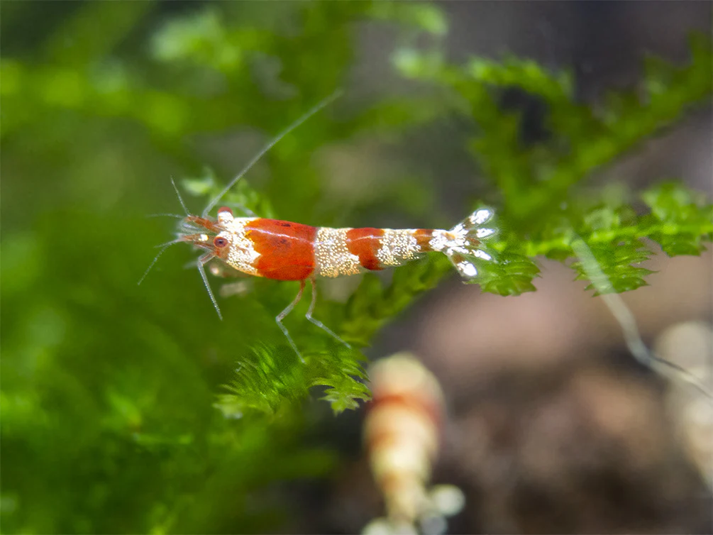 Crystal Red Shrimp Combo Box - Nestor' Aquariums & Pets