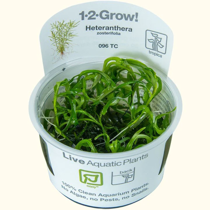 Heteranthera Zosterifolia Star Grass Tissue Culture - Nestor' Aquariums & Pets