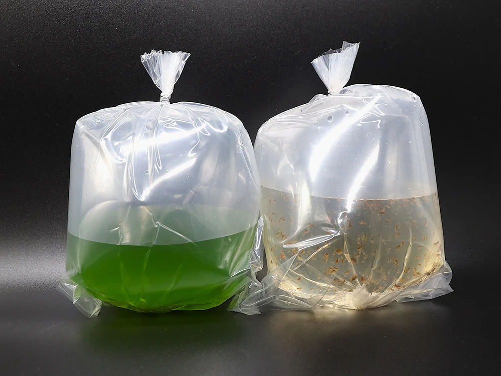 Aquatic Arts Live Feeder Bundle – Moina or Daphnia with Green Water - Nestor' Aquariums & Pets