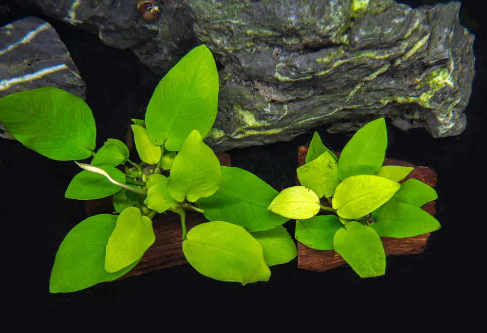 Golden Anubias Nana (Anubias barteri var. “Golden Nana”) on 3+ inch Driftwood - Nestor' Aquariums & Pets