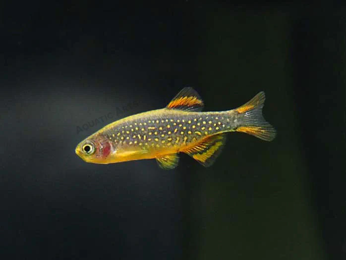 Celestial Pearl Danio AKA Galaxy Rasbora (Celestichthys margaritatus) - Nestor' Aquariums & Pets