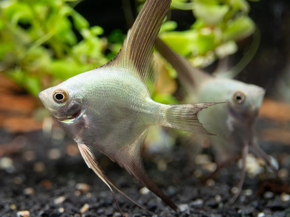 Bulgarian Green Seal Point Angelfish (Pterophyllum Scalare ) - Tank Bred - Nestor' Aquariums & Pets