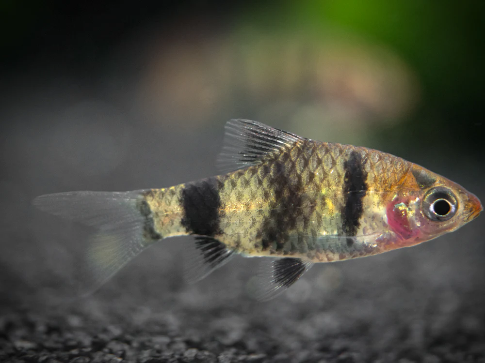 Black Ruby Barb (Pethia nigrofasciata), Tank-Bred!!! - Nestor' Aquariums & Pets